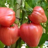Описание и характеристики томатов сорта черный принц