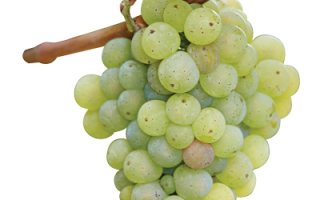 Виноград гарольд — ранний и устойчивый
