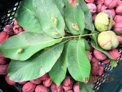 Грецкий орех: болезни листьев и их лечение, фото