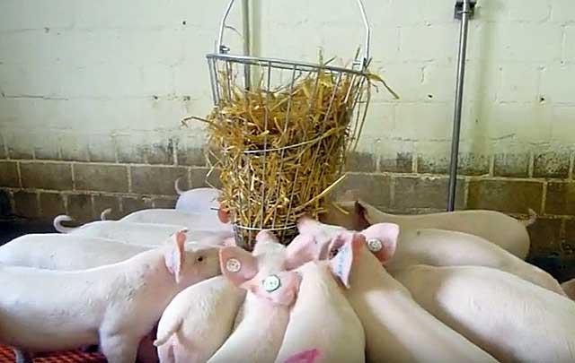 Сколько можно держать свиней? оптимальный возраст убоя