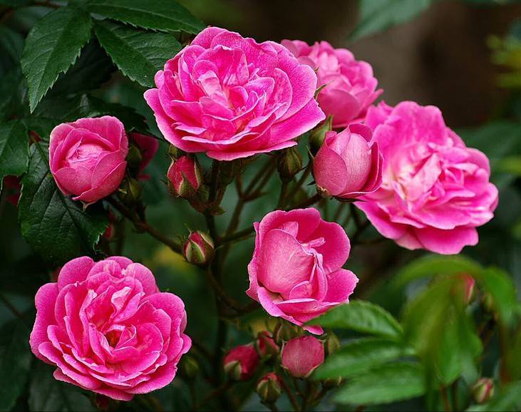 Лучшие сорта роз для цветника в саду с фото и названиями