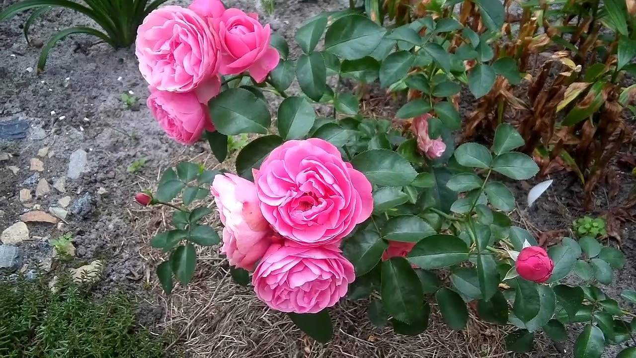 Описание плетистых роз сорта Лавиния, правила посадки и ухода