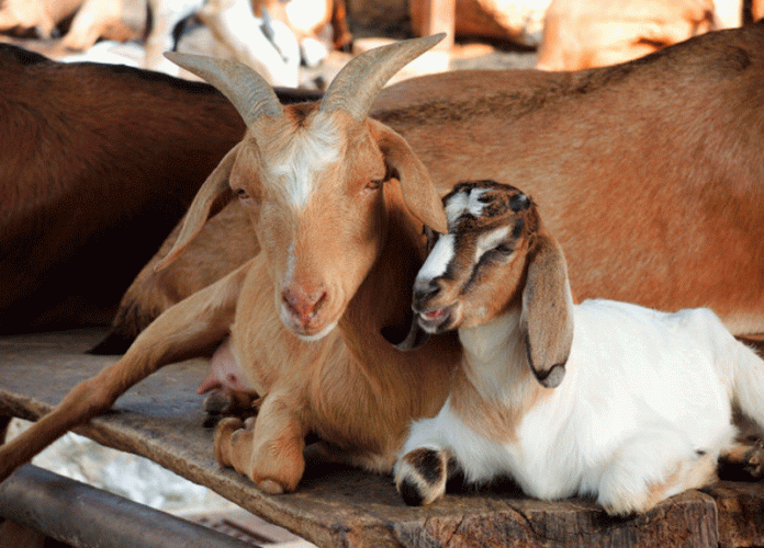 Лечение и профилактика мастита у козы