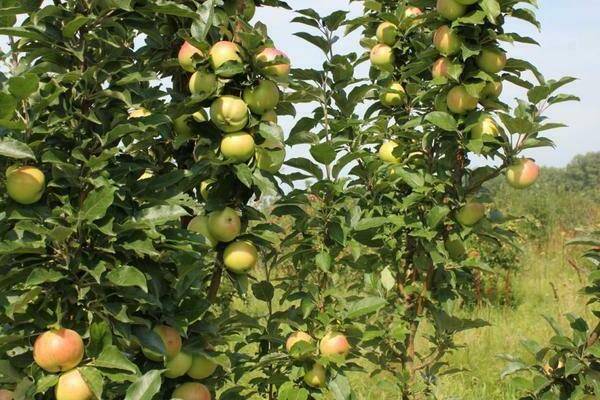 Описание и характеристики сорта яблони Медок, правила выращивания и ухода