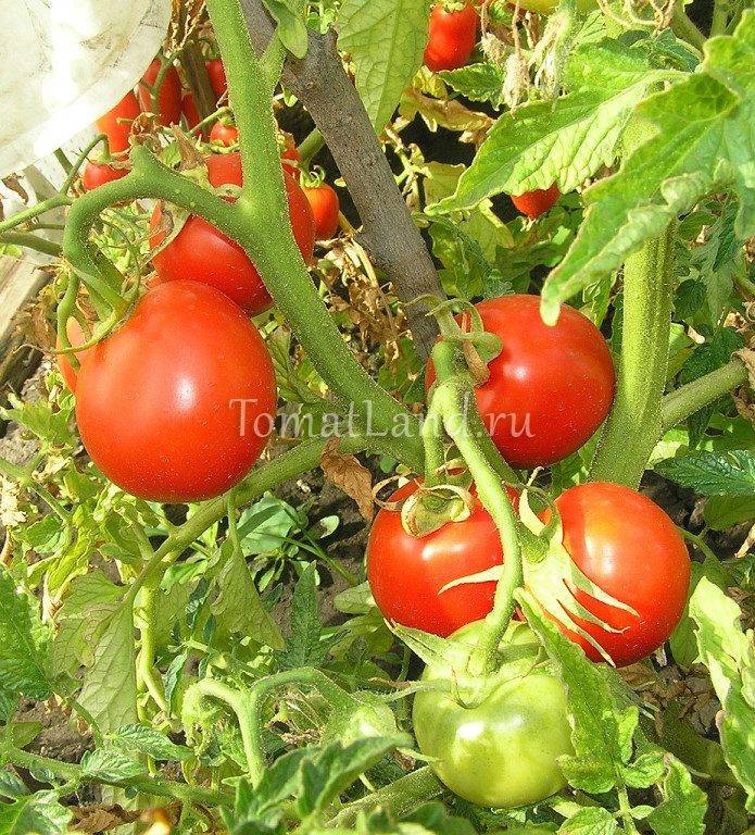 Характеристика и описание сорта томата Мобил, его урожайность