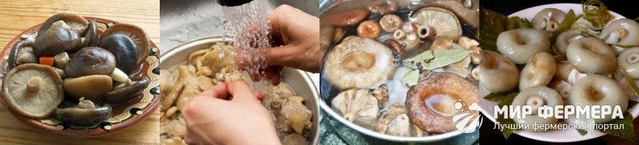 Как солить горчаки грибы