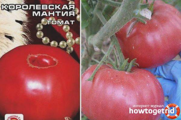 Описание сорта томата Королевская мантия, его урожайность и правила выращивания