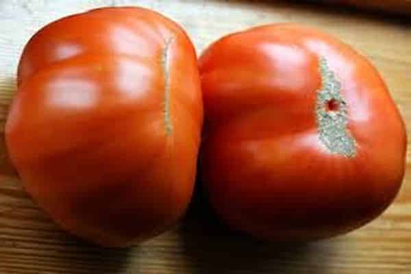 Каталог томатов: сибирская селекция и алтайские сорта