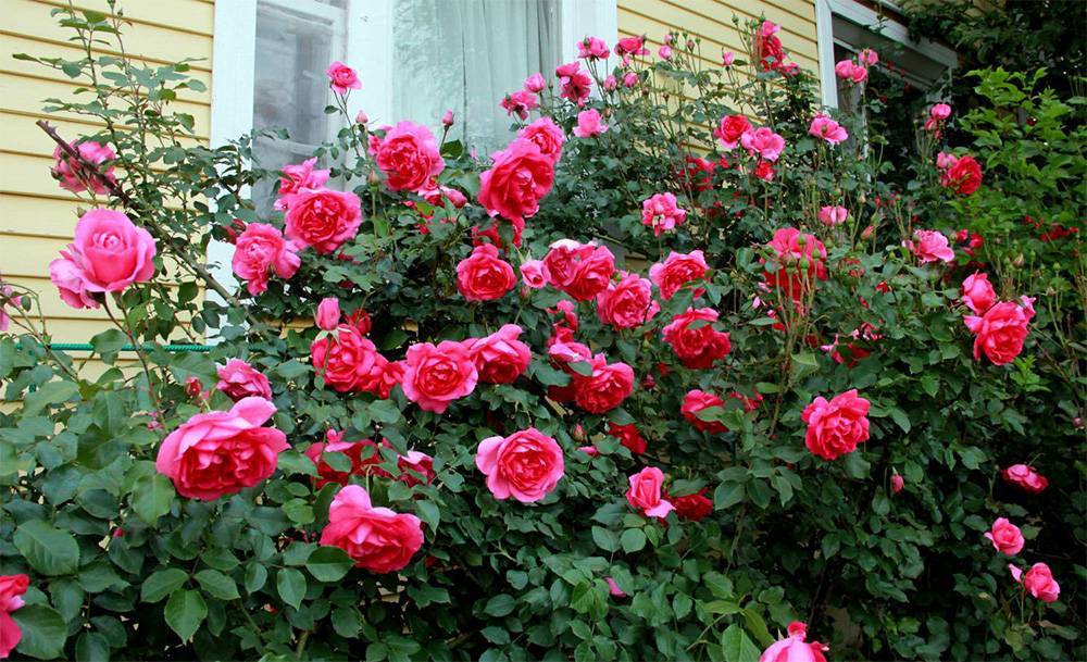 Зимостойкие сорта плетистых роз, цветущие все лето