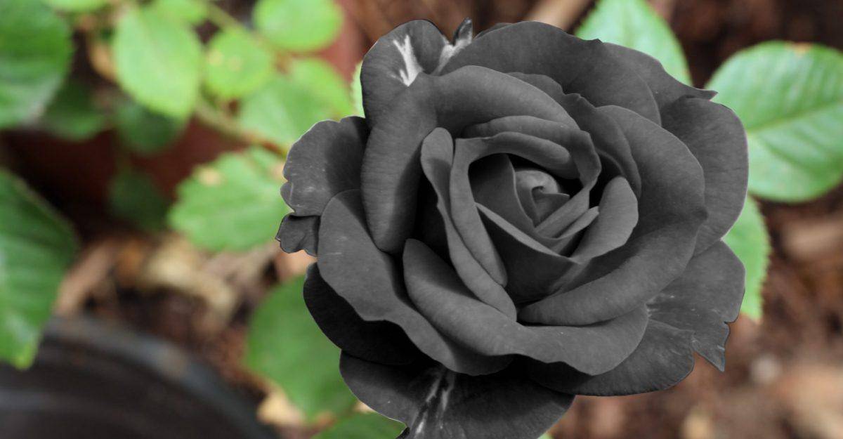 Роза черная магия