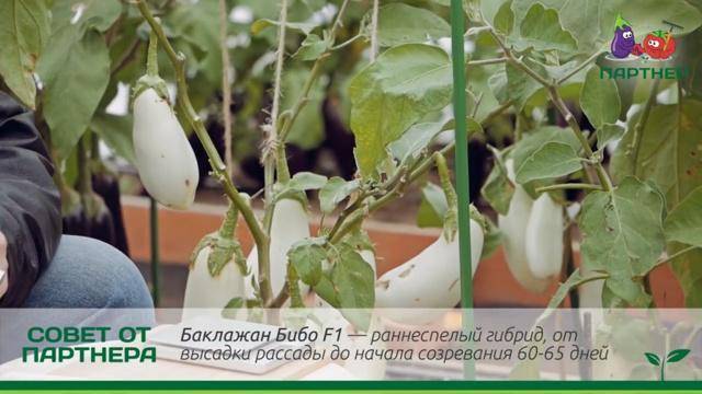 Как правильно выращивать баклажаны и ухаживать за ними в открытом грунте, агротехника