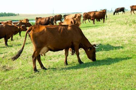 Описание и характеристика коров красной степной породы, их содержание