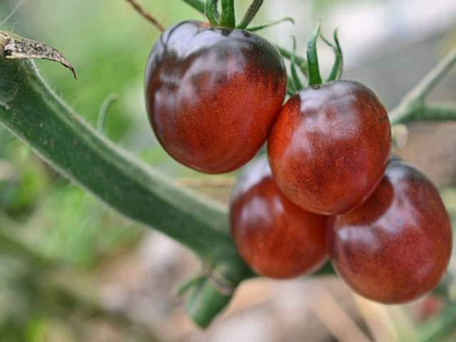 Описание сорта томата самохвал, особенности выращивания и ухода