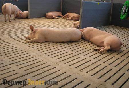 Разведение свиней в условиях личного подворья