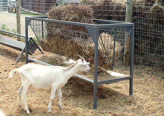 Как правильно кормить козу в зимний период?
