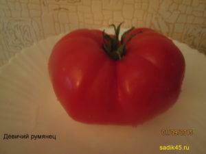 Крайний север — самый холодостойкий сорт томатов