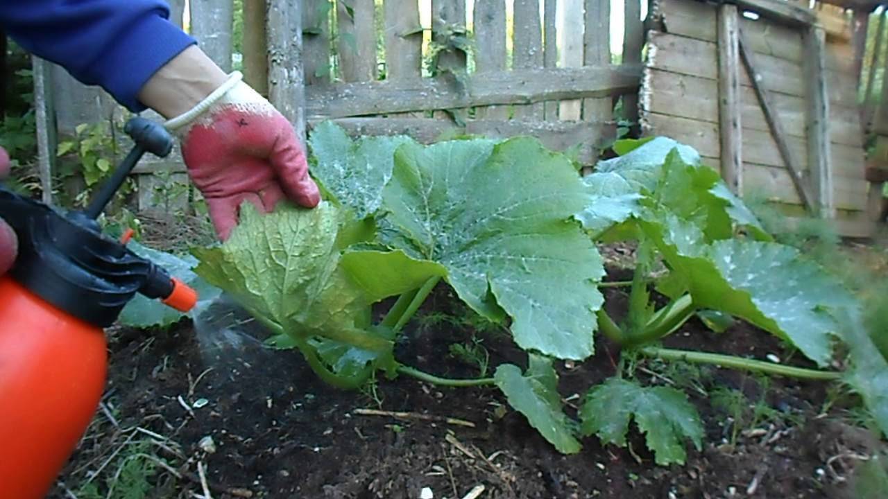 Как правильно поливать кабачки в открытом грунте