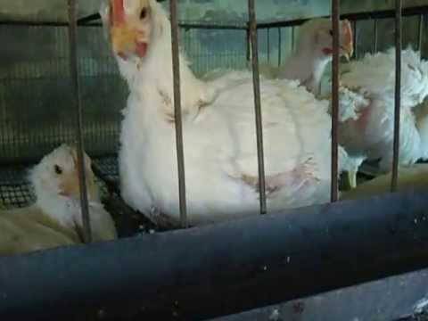 Цыплята бройлеры выращивание, уход и кормление