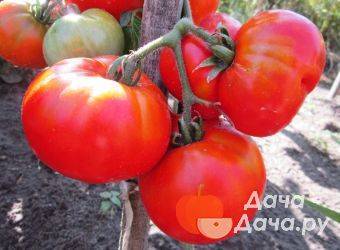 4 десятка самых урожайных и вкусных сортов томатов сибирской селекции