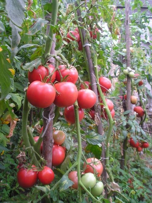 Лучшие сорта томатов 2020: для теплиц в подмосковье (фото)