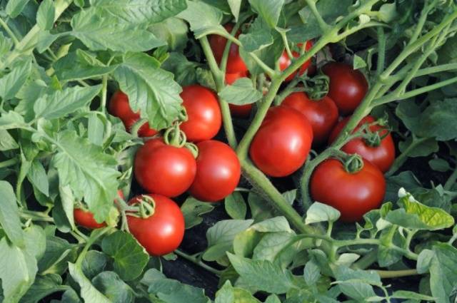 Настоящая находка для всех садоводов — томат кемеровец: описание сорта