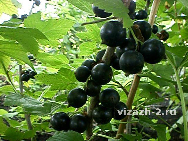 Сорта черной смородины: особенности выращивания и правила посадки разных сортов (145 фото)