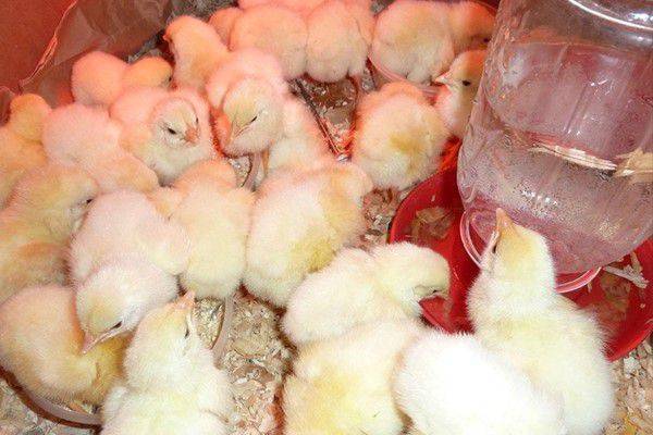 Таблица и схемы пропойки цыплят антибиотиками и витаминами