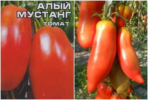 Характеристика и описание сорта томата Алый мустанг