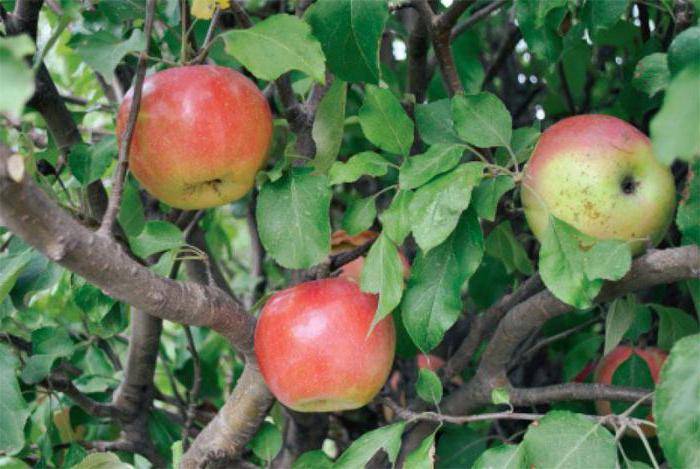 Урожайность яблони с дерева