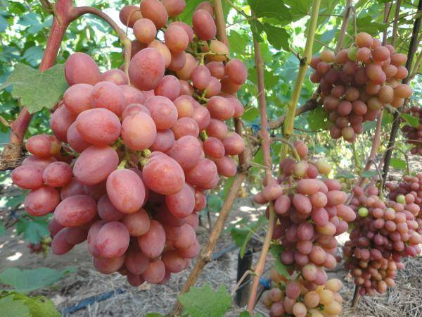 Сорт винограда «гурман ранний» — использование и хранение урожая