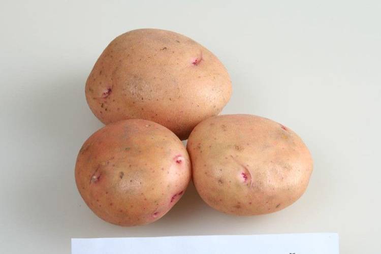 Сорт картофеля жуковский ранний: описание, фото
