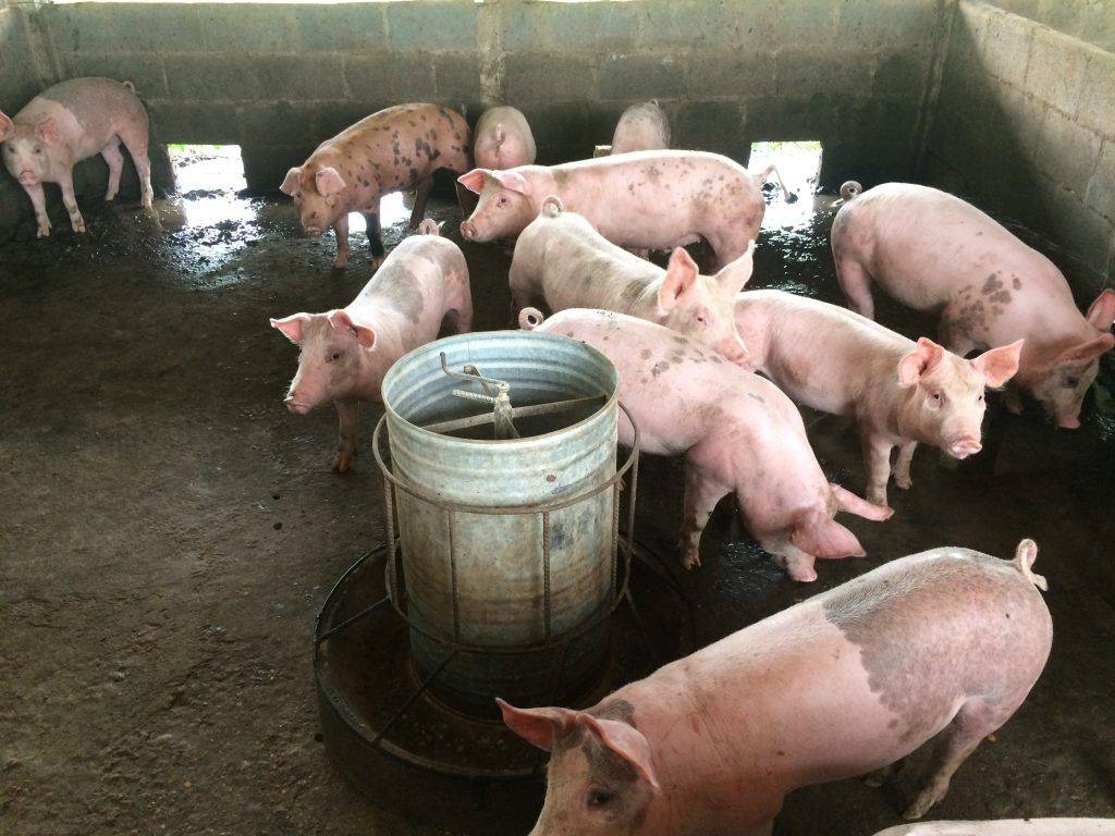 Кормовые дрожжи для свиней: виды, как правильно давать в домашних условиях