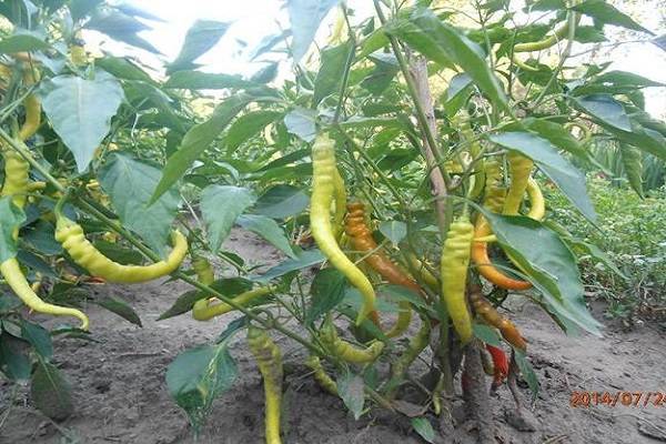 Перец «бараний рог»: описание сорта, выращивание рассадным способом, отзывы