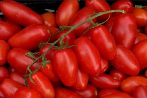 Фото, отзывы, описание, характеристика, урожайность сорта томата «черрипальчики»