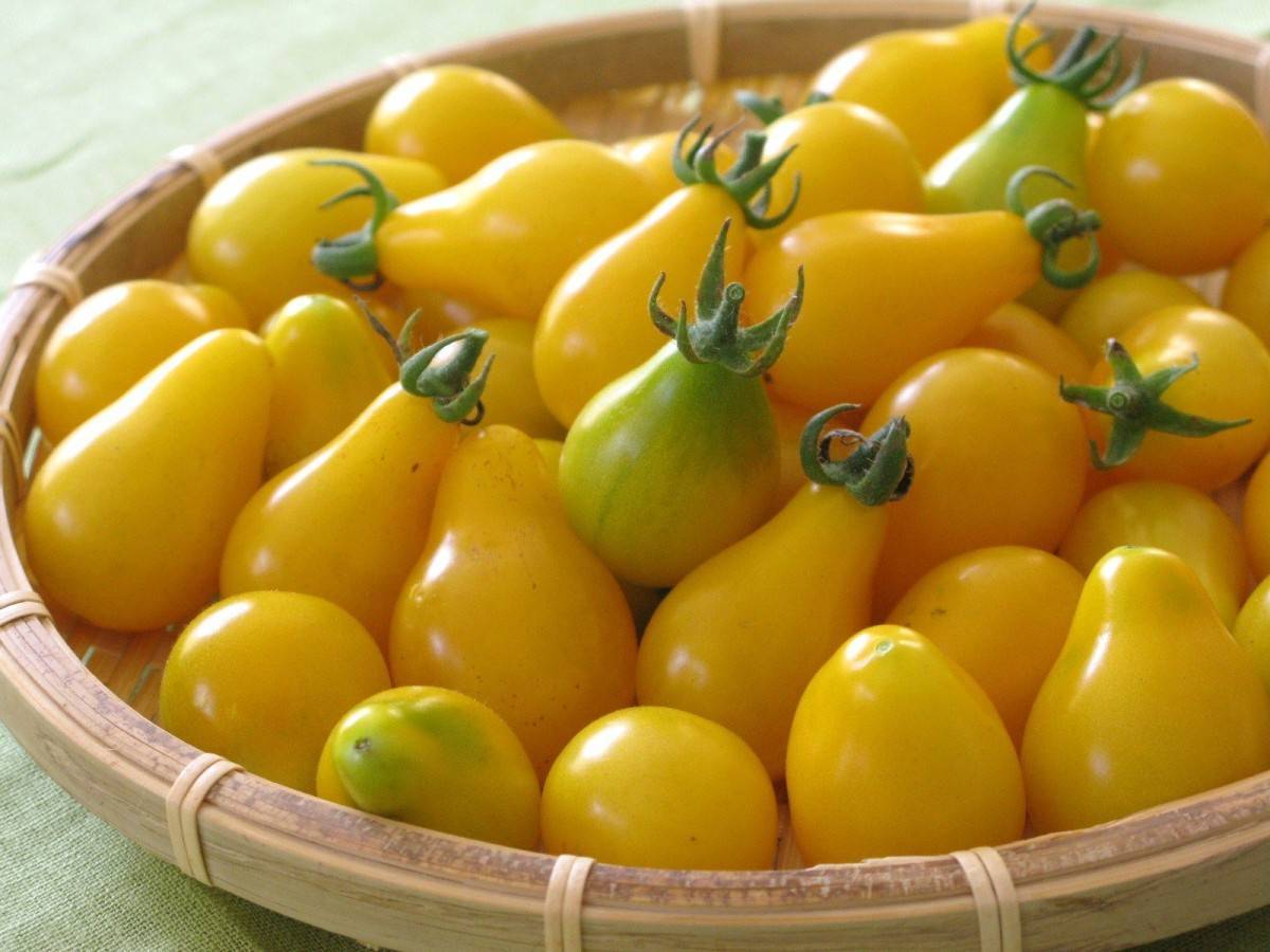 Помидоры-загляденье — описание сорта томата «золотой поток»