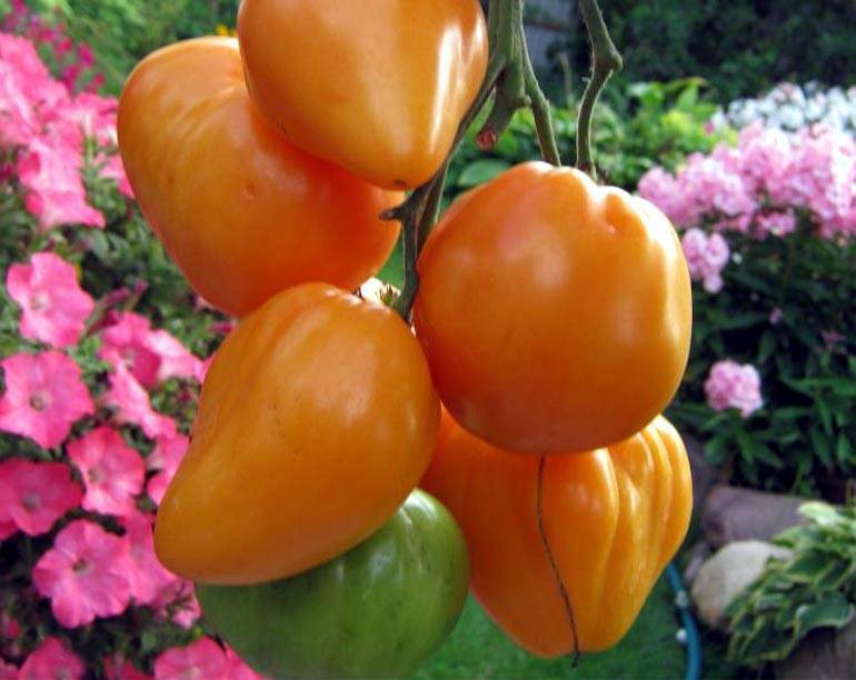 Сорт томата медовый