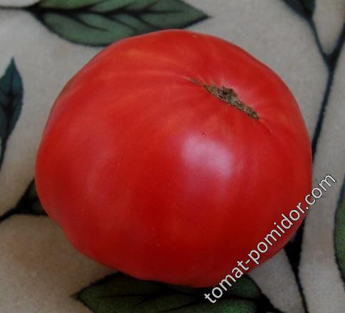 Сорта и гибриды томатов для грунта и подоконника