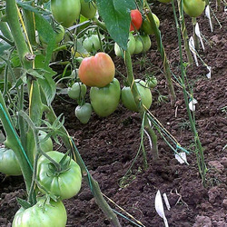 Выращивание томата любимый праздник