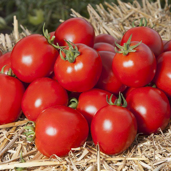 Супер урожайный томат асвон f1 — подробное описание, агротехника, отзывы