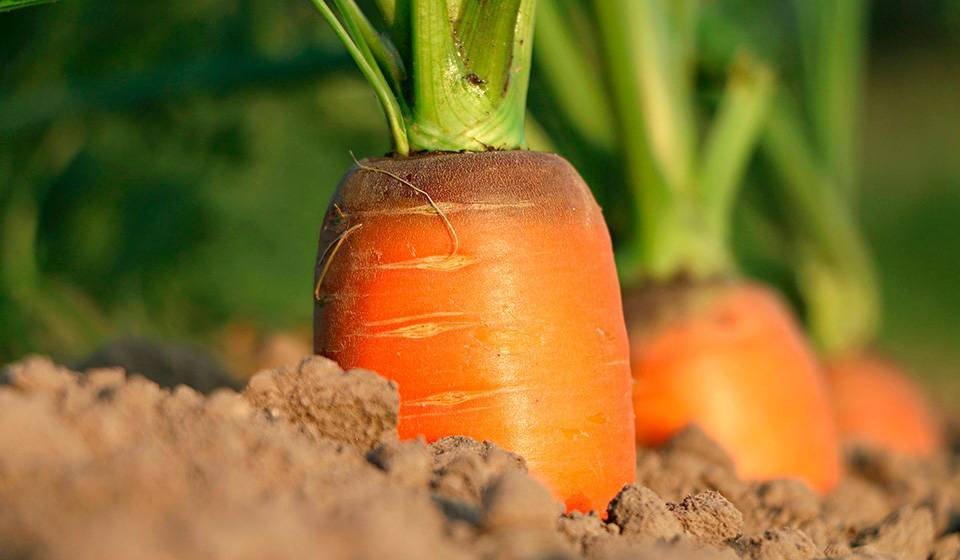 Посев моркови под зиму в 2020 году: когда сажать, сроки