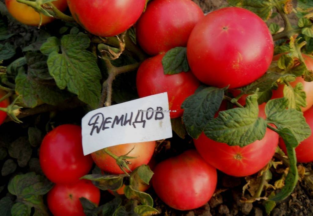 Характеристика и описание сорта томата Демидов, его урожайность