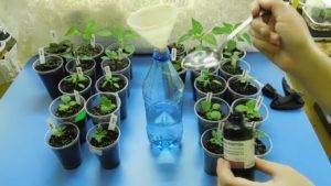 Перекись водорода для рассады и растений