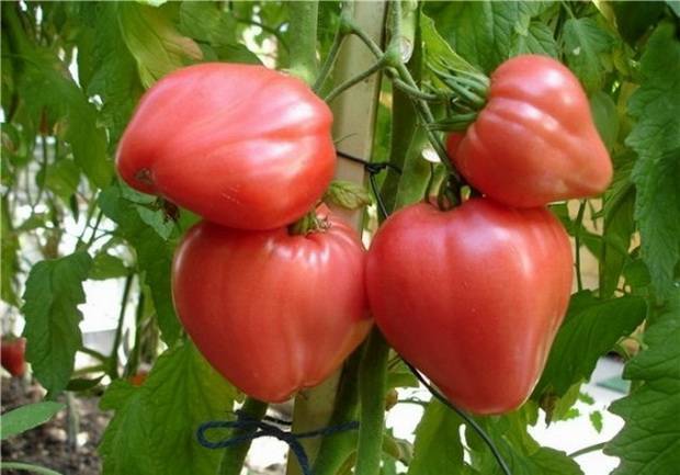 Какие сорта помидор лучше выращивать в краснодарском крае?