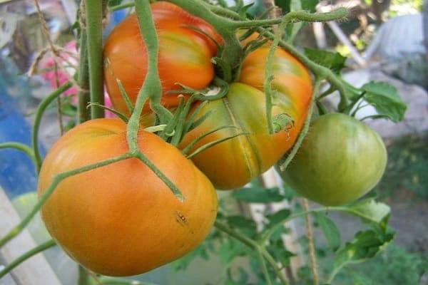 «сказка» — детерминантный сорт помидор