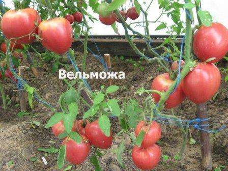 Сортовые особенности томата вельможа