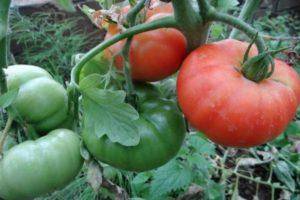 Характеристика и описание сорта помидоров сильвестр f1, их урожайность
