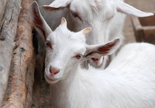 Молочные породы коз: описание и разведение