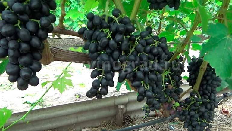 Столовая разновидность кишмиша без семян — виноград аттика