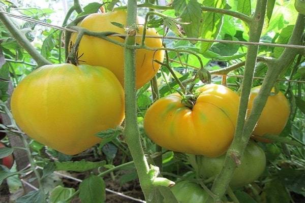 Описание сорта томата Самохвал, особенности выращивания и ухода