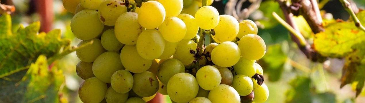 Виноград рубиновый юбилей: описание сорта, фото, уход и выращивание